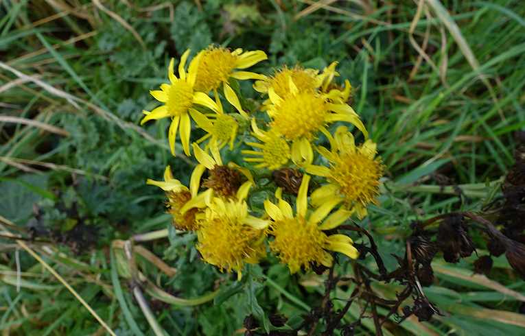 Common Ragwort