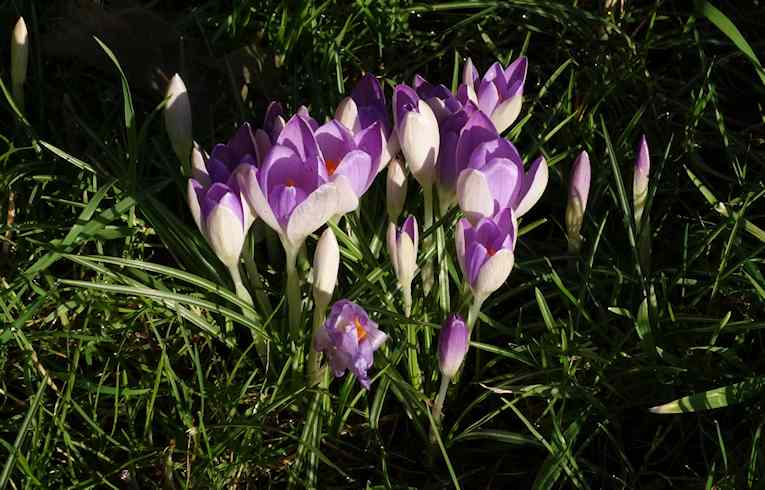 Early Crocus