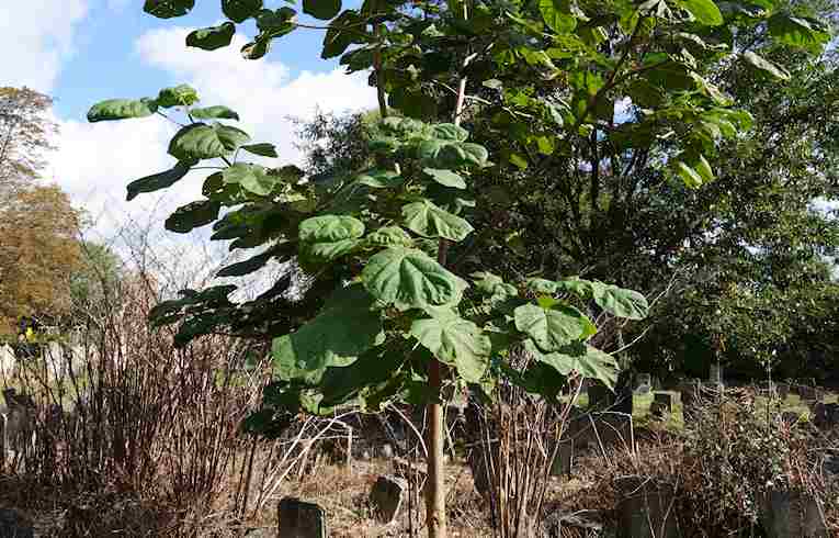 Foxglove Tree