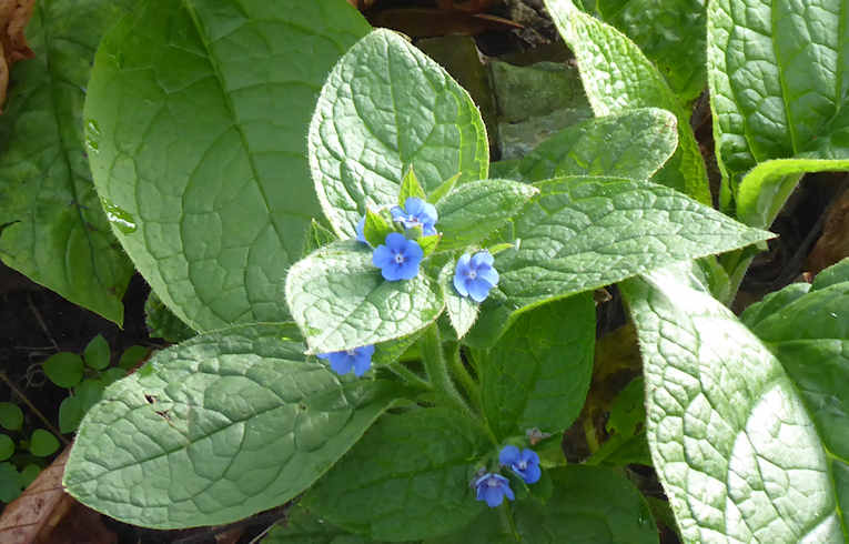 Green Alkanet