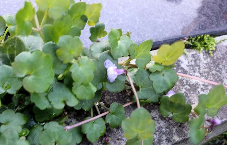 Ivy-leaved Toadflax