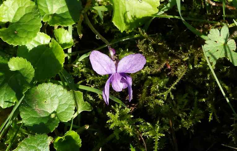 Sweet Violet