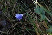 Blue Anemone