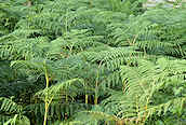 Bracken