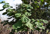 Foxglove Tree