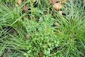 Hairy Bittercress