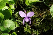 Sweet Violet
