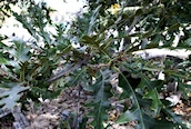 Turkey Oak