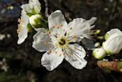 Wild Cherry
