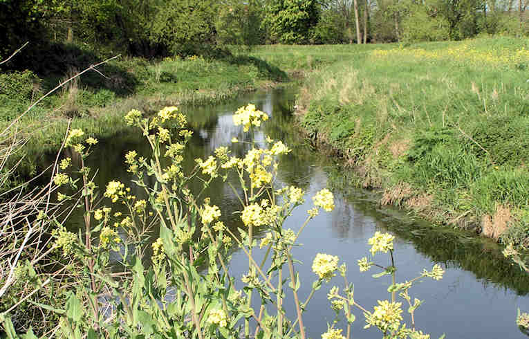 Bargeman's Cabbage