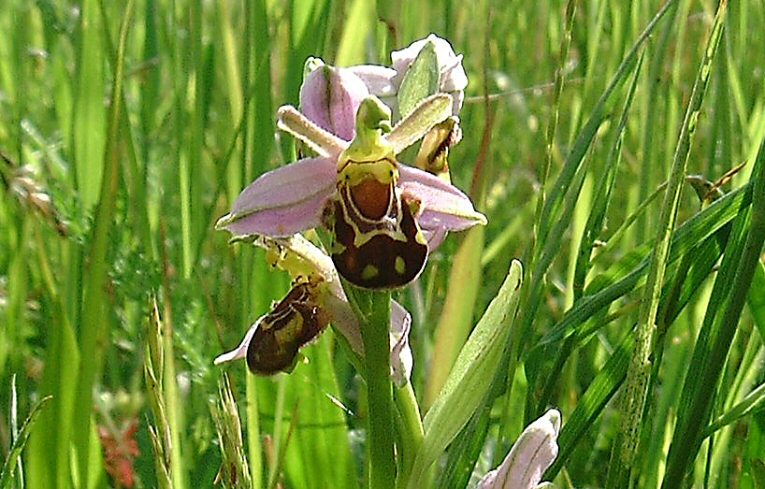 Ophrys apifera