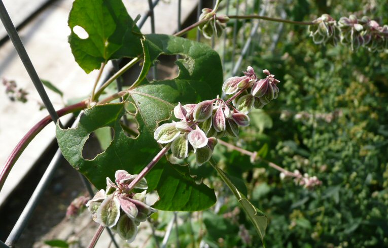 Black Bindweed