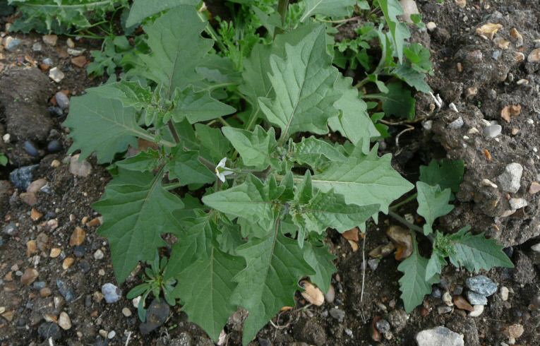 Black Nightshade