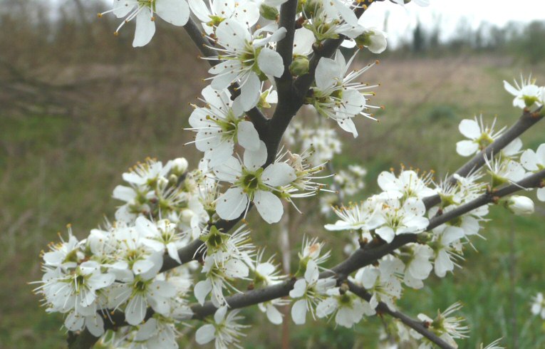 Blackthorn