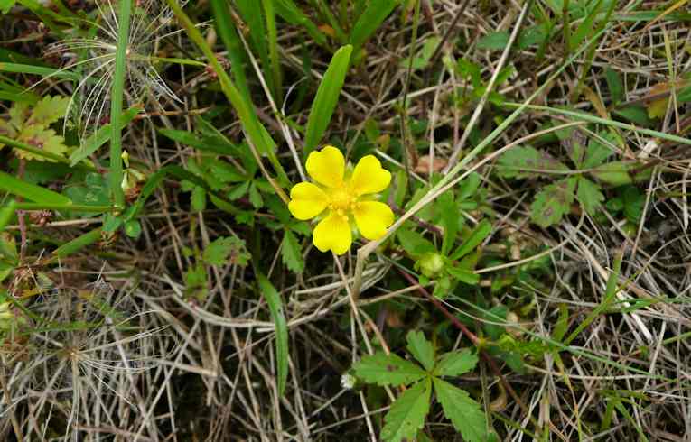 Bulbous Buttercup