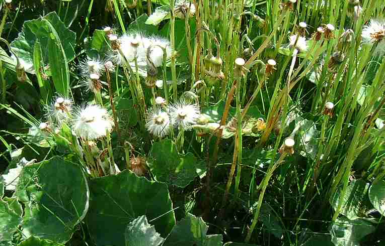 Tussilago farfara