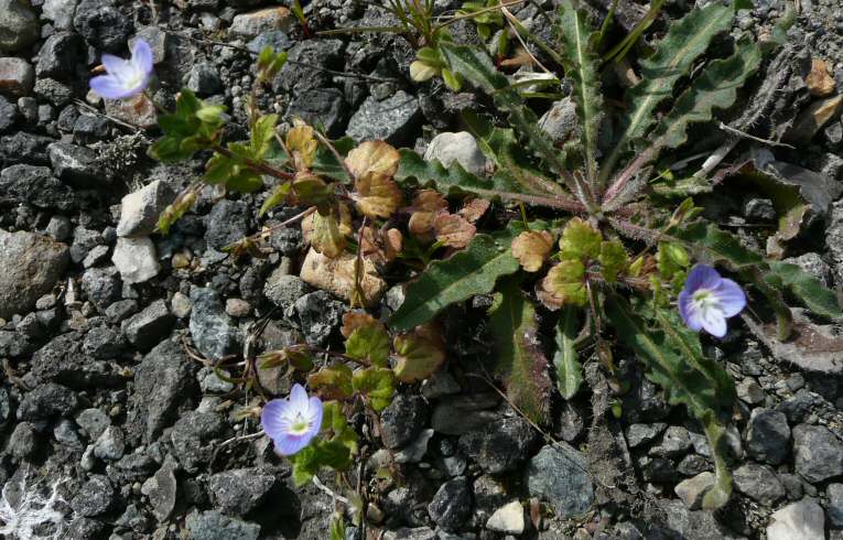 Common Field Speedwell