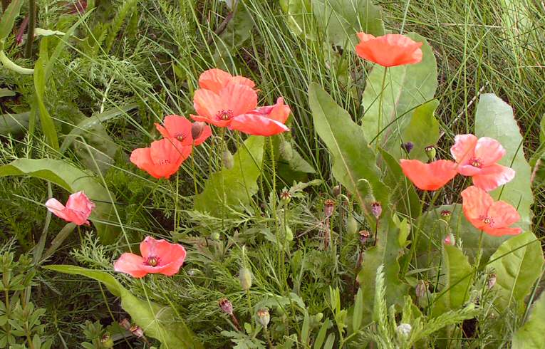 Common Poppy