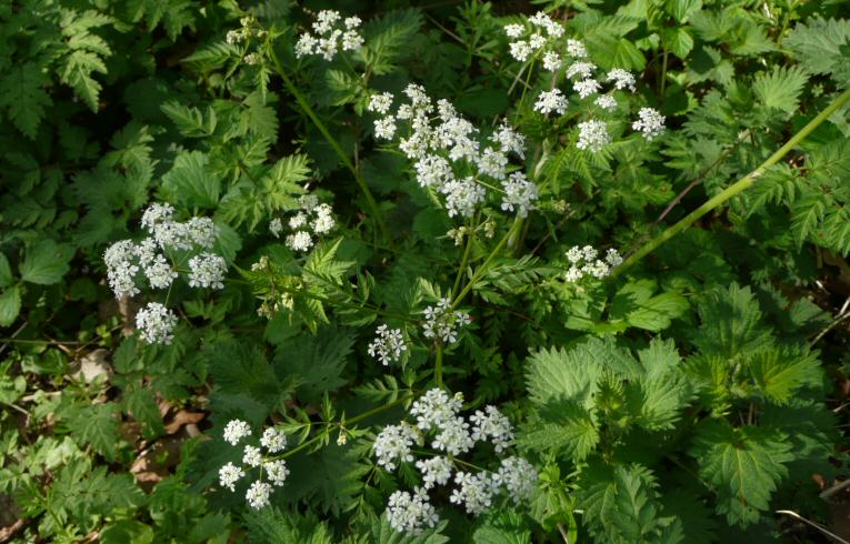 Cow Parsley