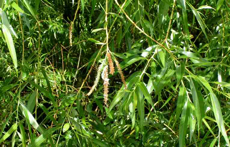 Salix fragilis