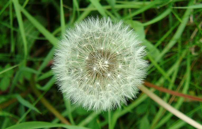 Dandelion