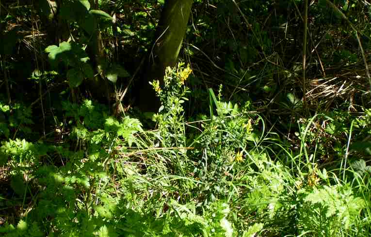 Genista tinctoria