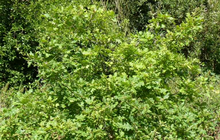 English Oak