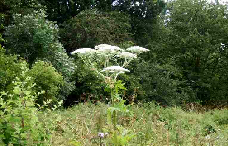 Heracleum mantegazzianum