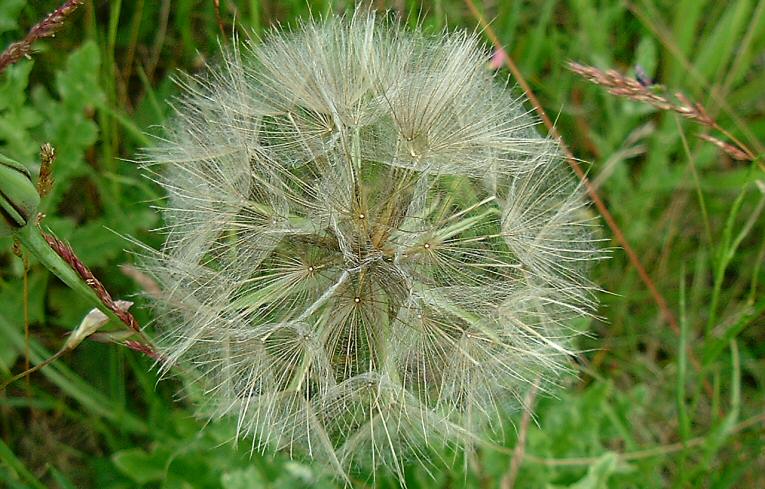 Goat's-beard