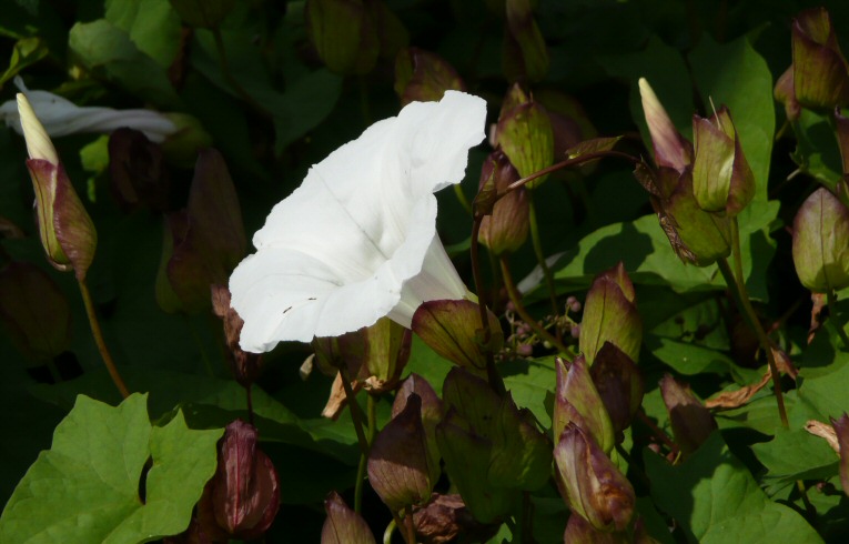 Great Bindweed