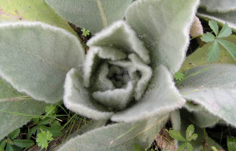 Verbascum thapsus