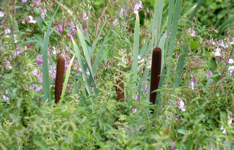 Great Reedmace