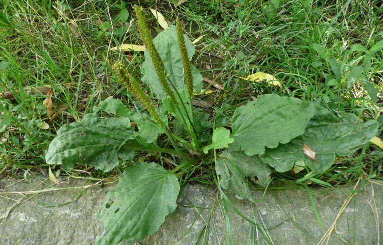 Greater Plantain