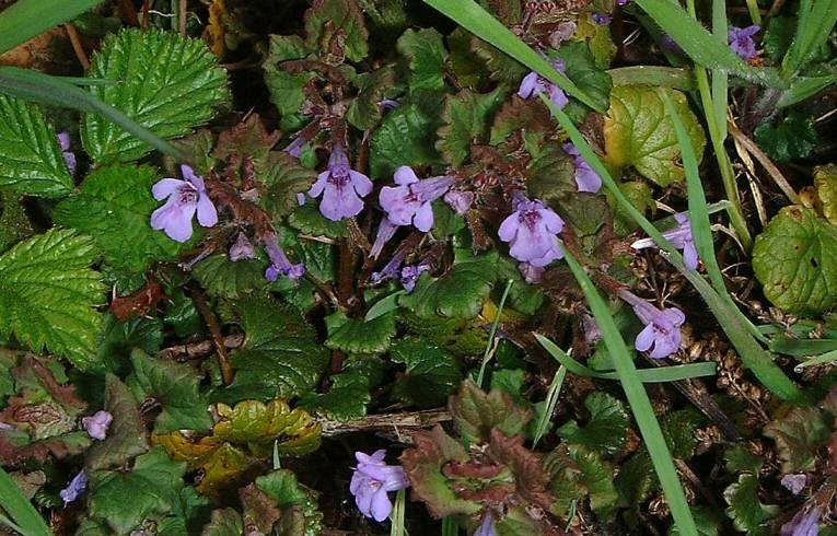 Ground Ivy