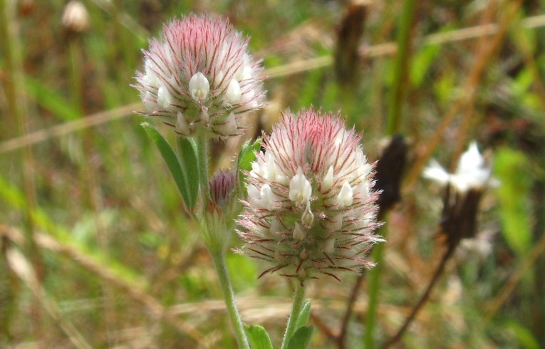 Trifolium arvense