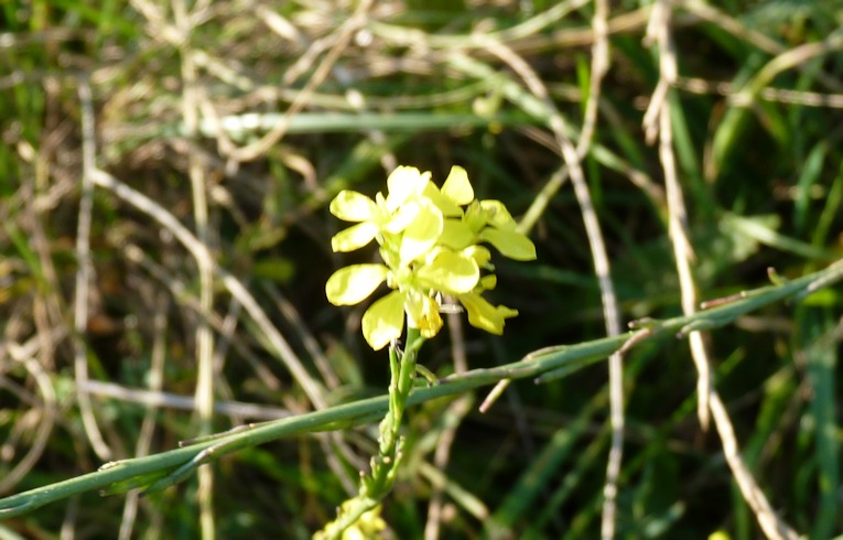 Hedge Mustard