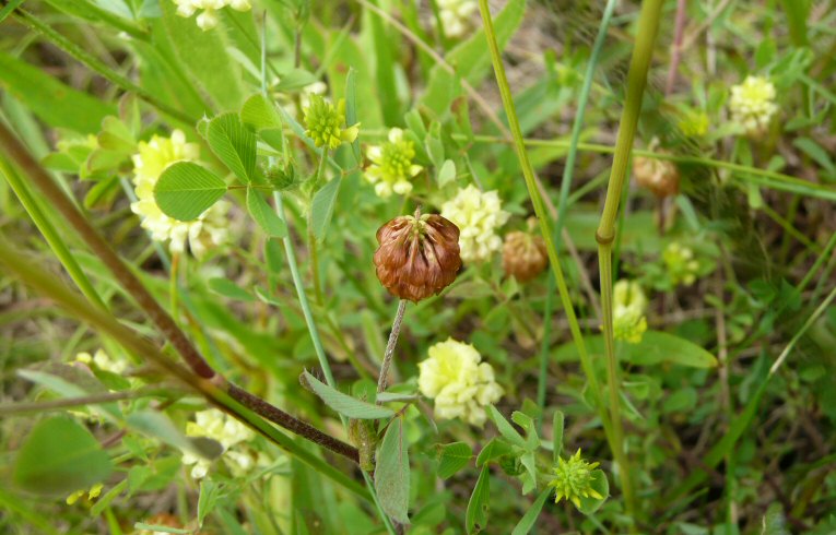 Hop Trefoil