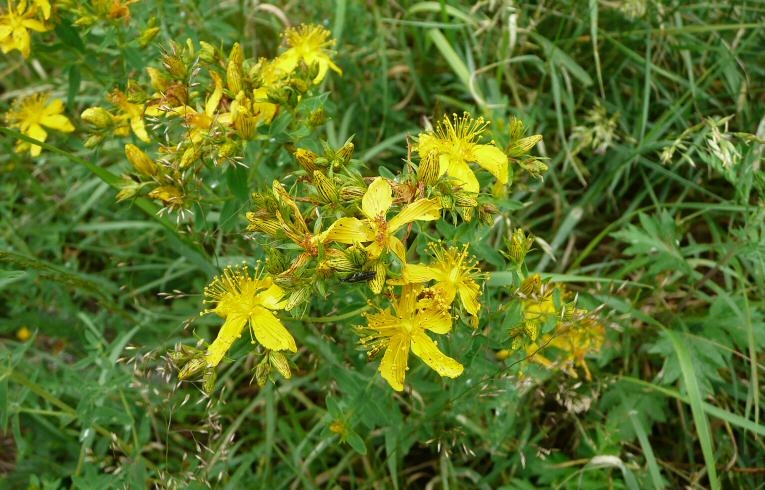 Imperforate St. John's Wort