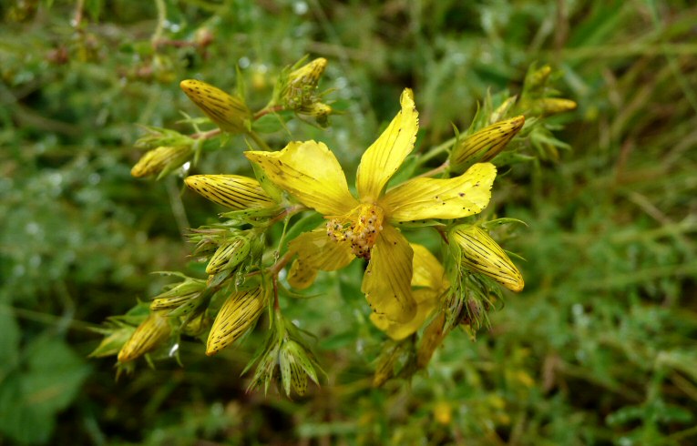 Imperforate St. John's-wort