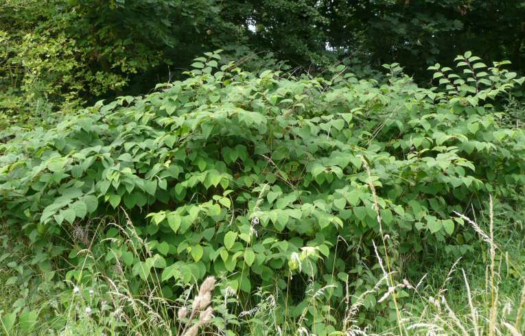 Japanese Knotweed