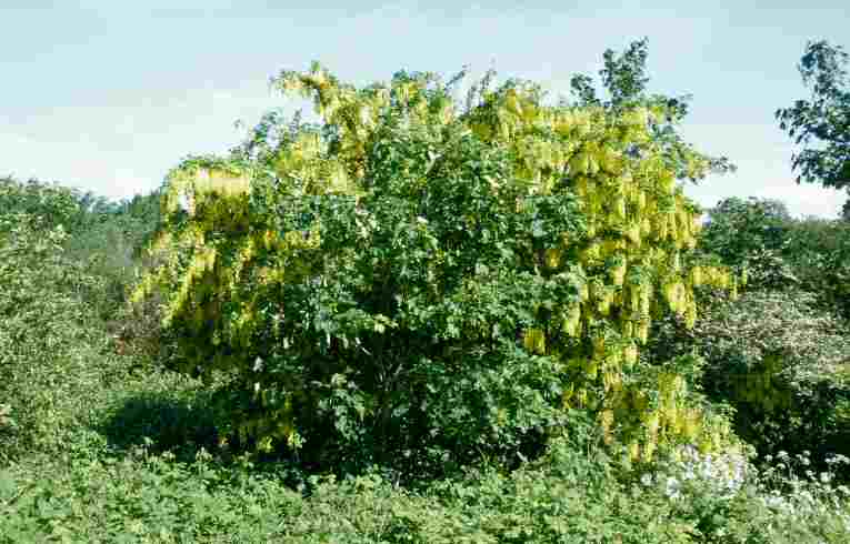 Laburnum anagyroides