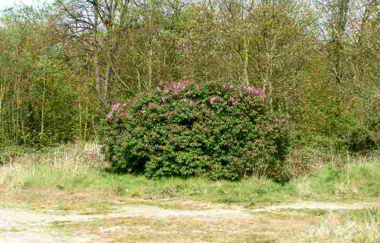 Syringa vulgaris