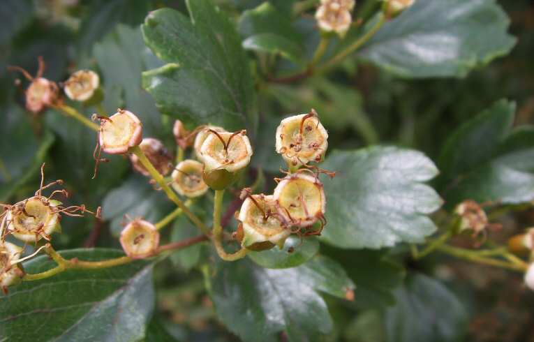 Crataegus oxyacanthoides