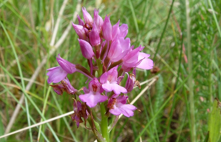 Pyramidal Orchid Anacamptis pyramidalis