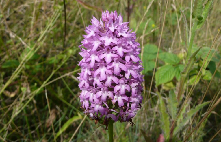 Pyramidal Orchid