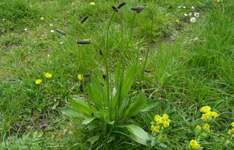 Ribwort Plantain