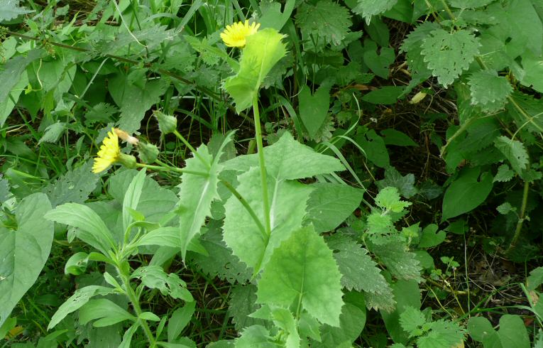 Smooth Sow-thistle