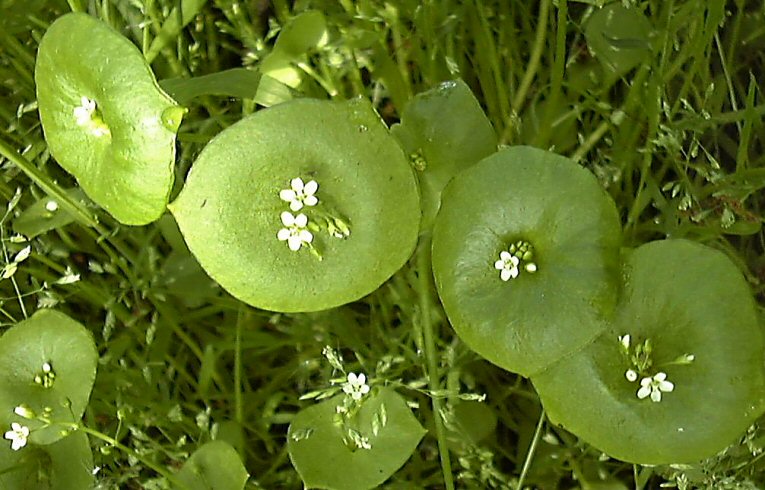 Spring Beauty