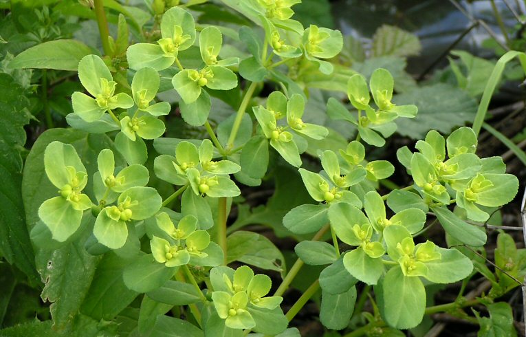 Sun Spurge