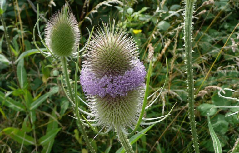 Teasel